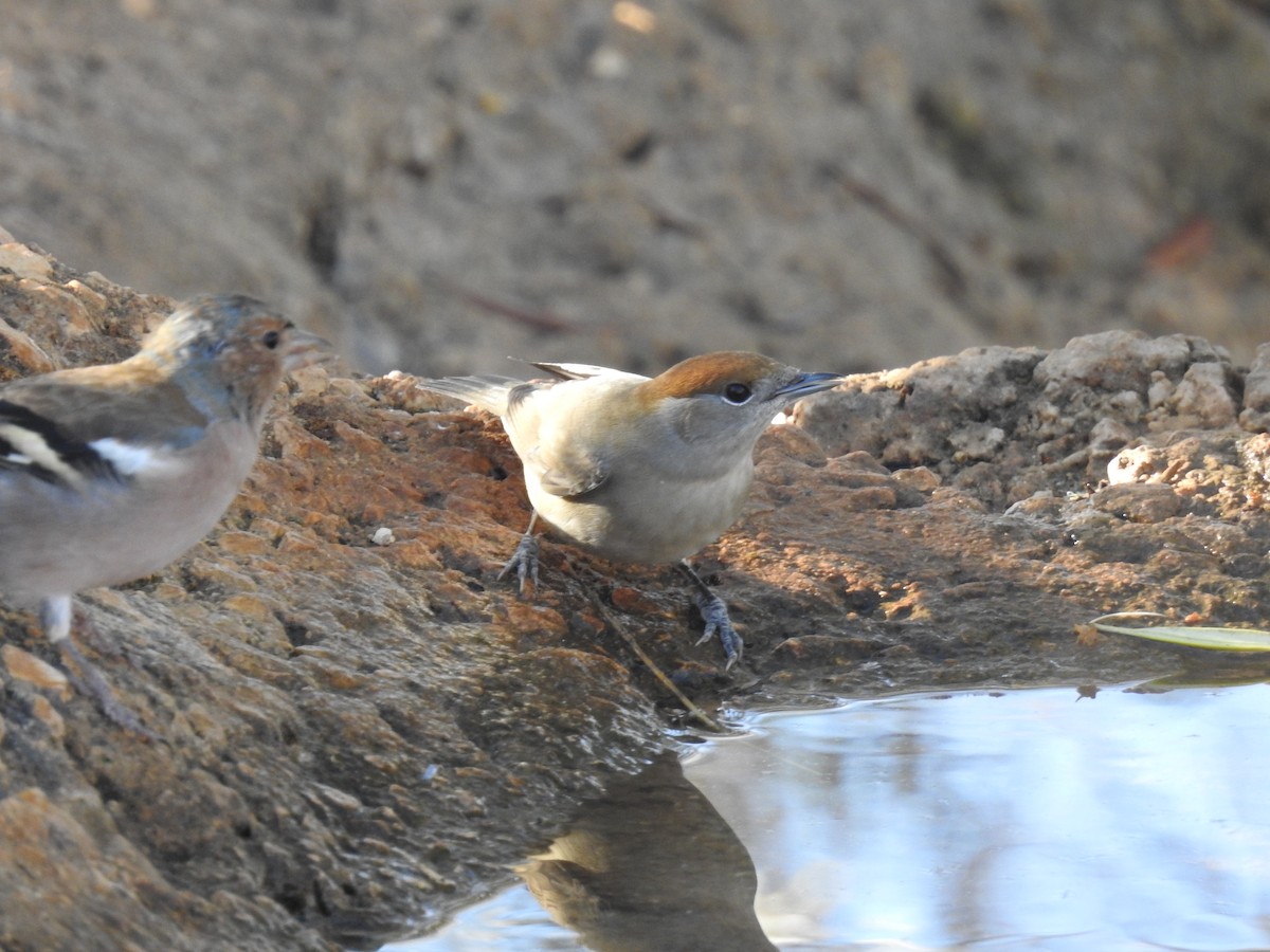 Халимагт зэржгэнэ - ML642427480