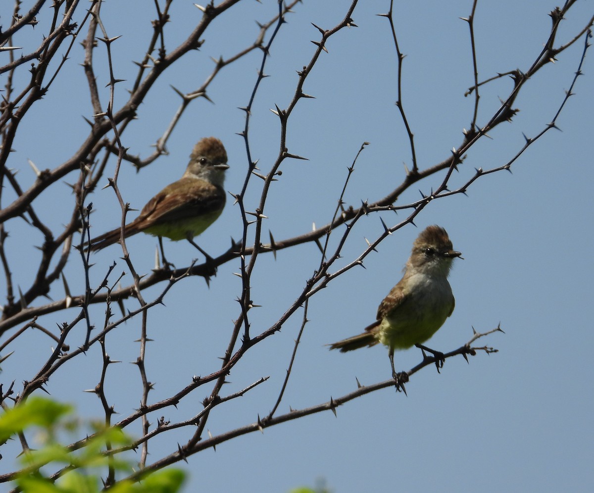 Northern Scrub-Flycatcher - ML642427485