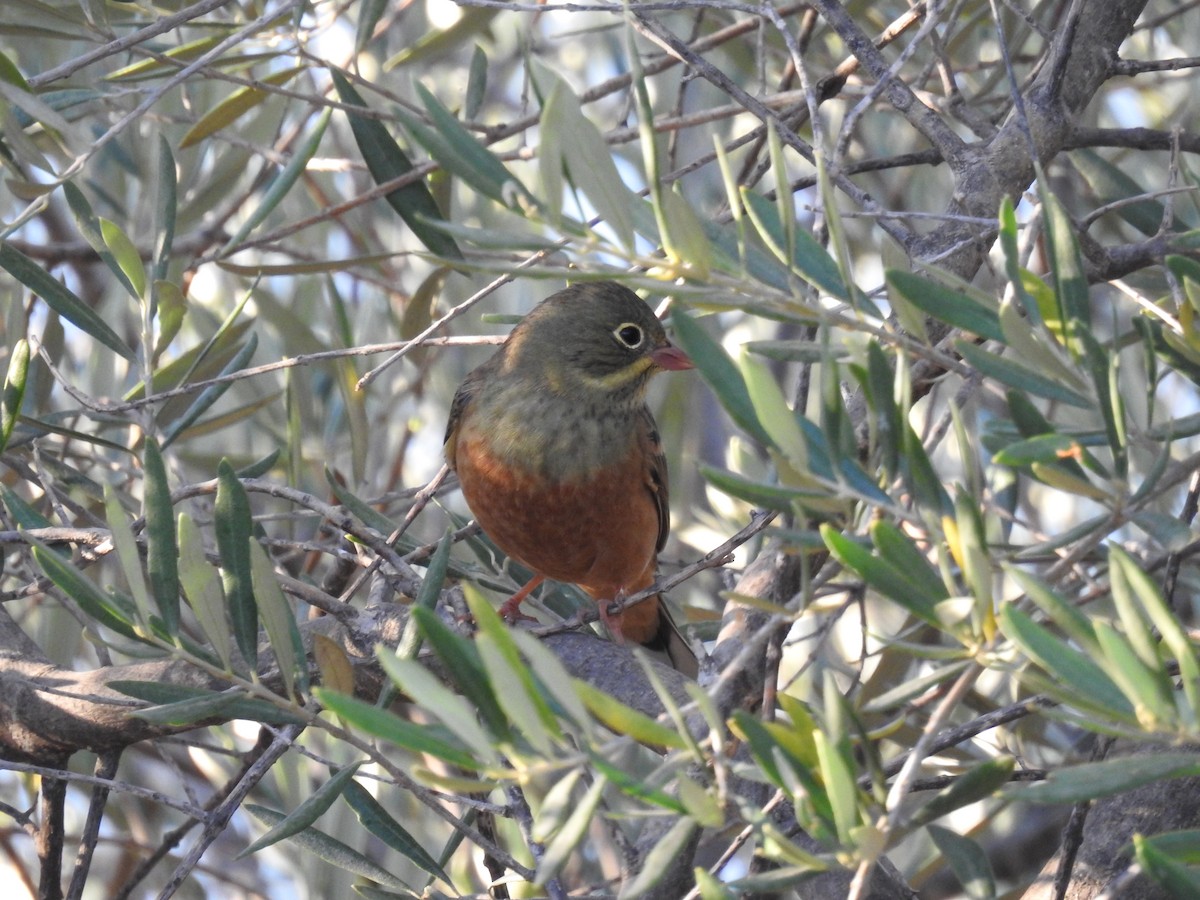 Алаг хөмрөг - ML642427494