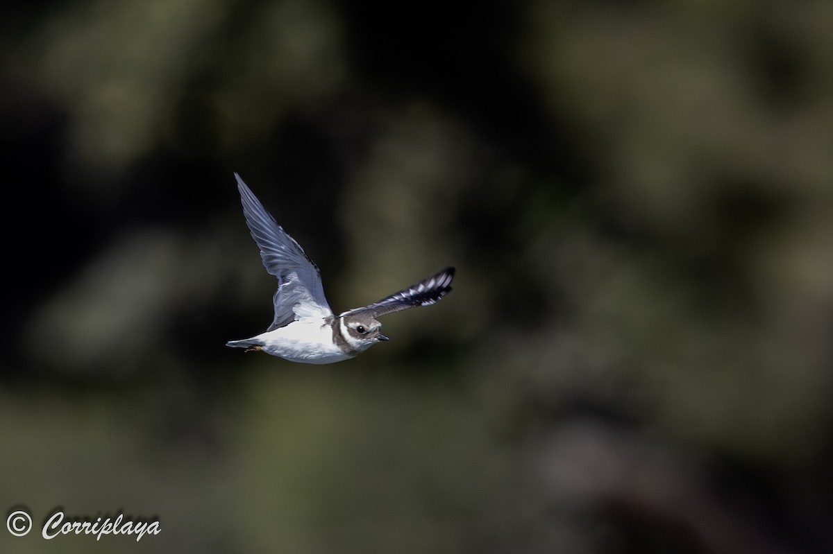 Common Ringed Plover - ML642427495