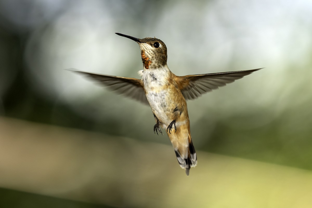 Colibri roux - ML642427497