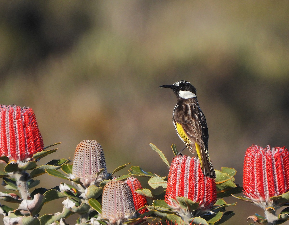 White-cheeked Honeyeater - ML642427499