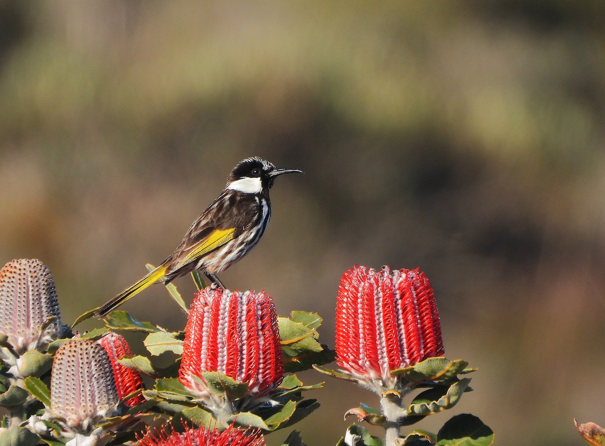 White-cheeked Honeyeater - ML642427503