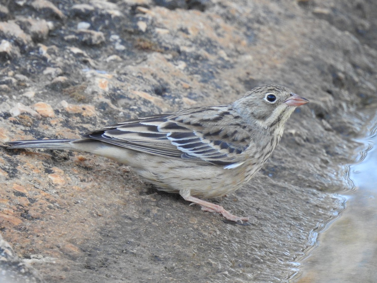 Алаг хөмрөг - ML642427504