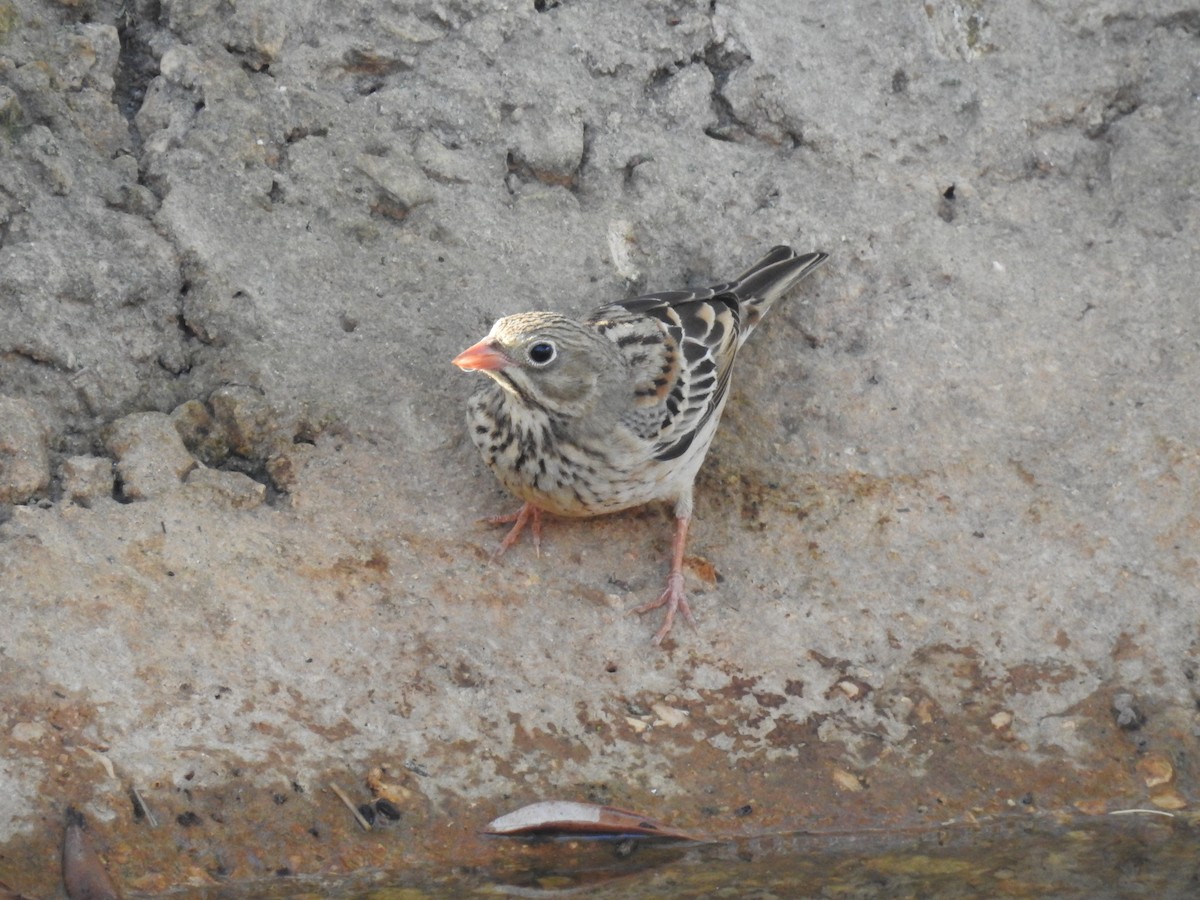 Алаг хөмрөг - ML642427511