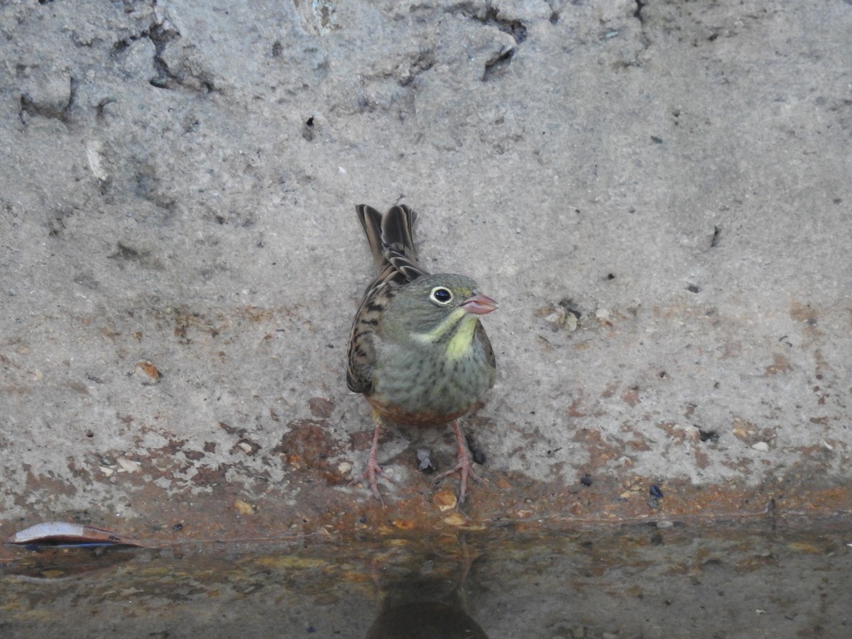 Алаг хөмрөг - ML642427530