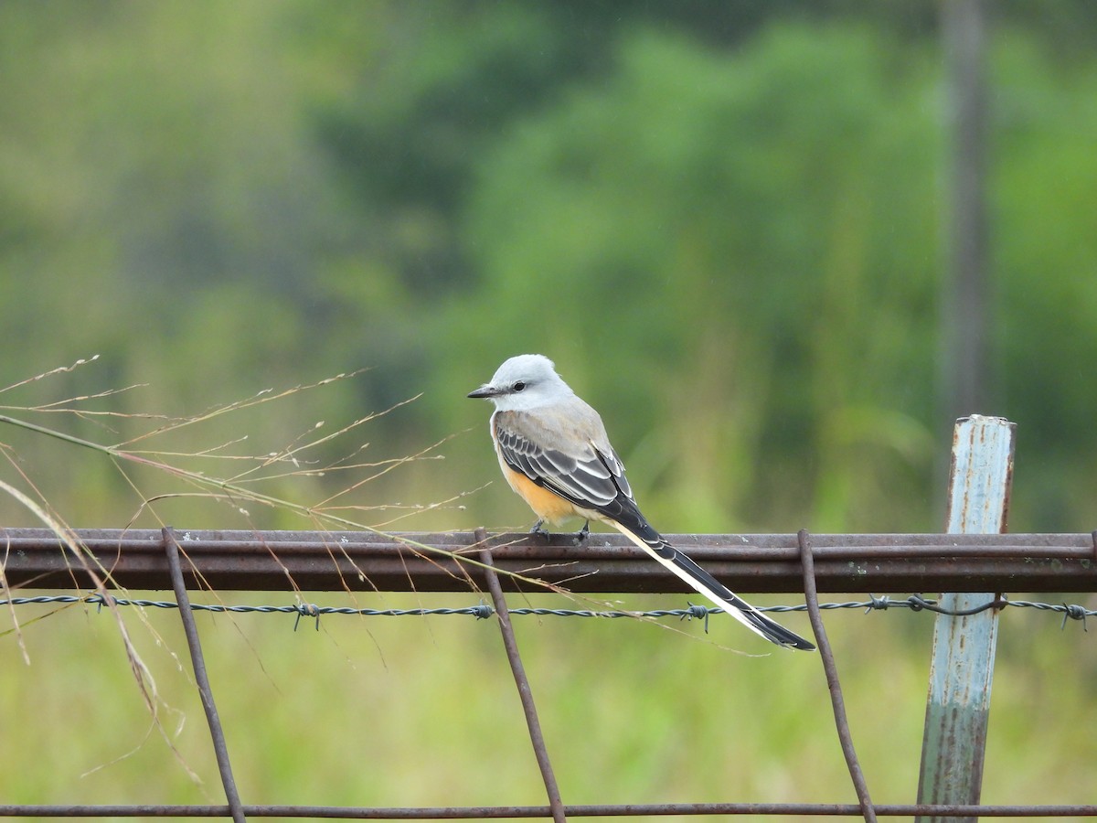 Scissor-tailed Flycatcher - ML642427537