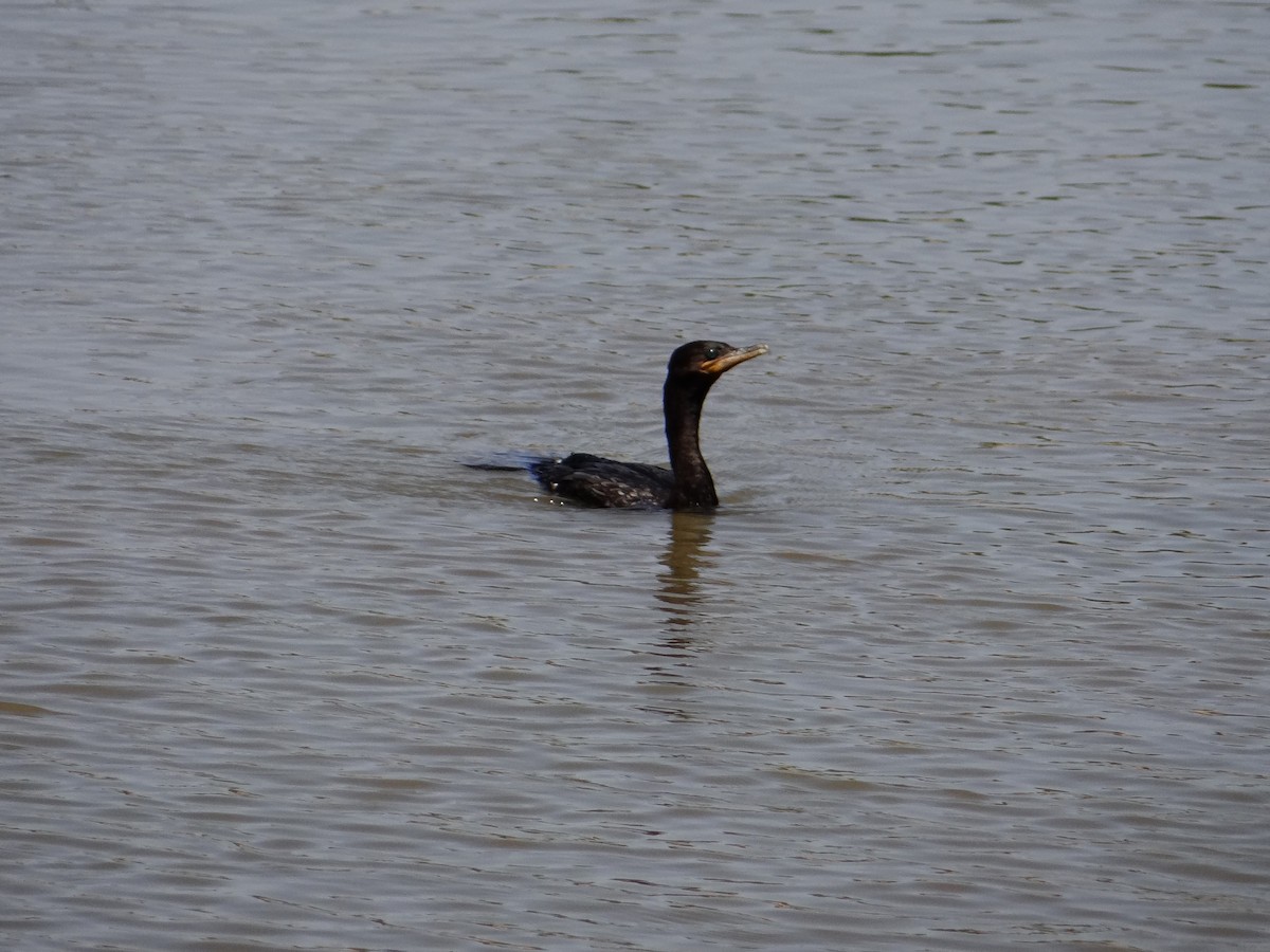 Neotropic Cormorant - ML642427556
