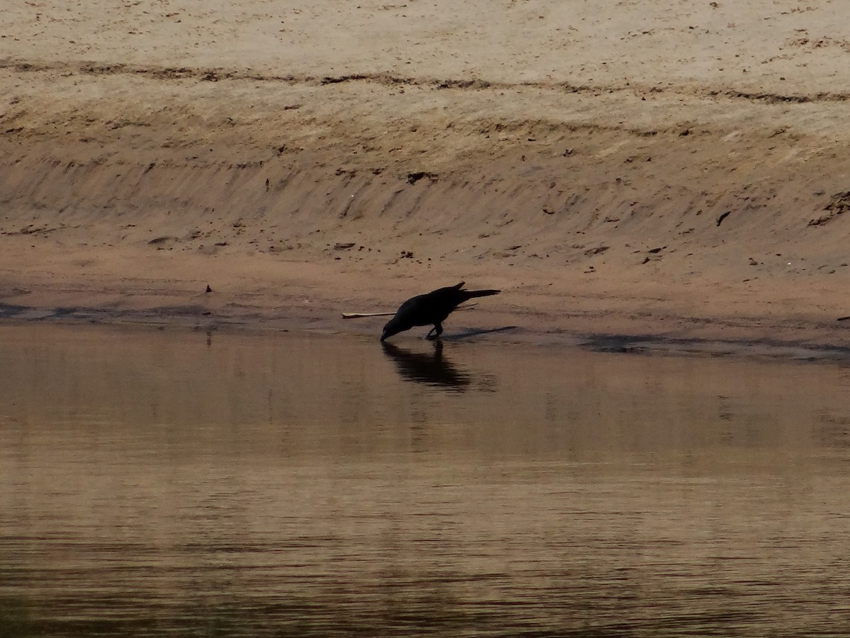 Giant Cowbird - ML642427559