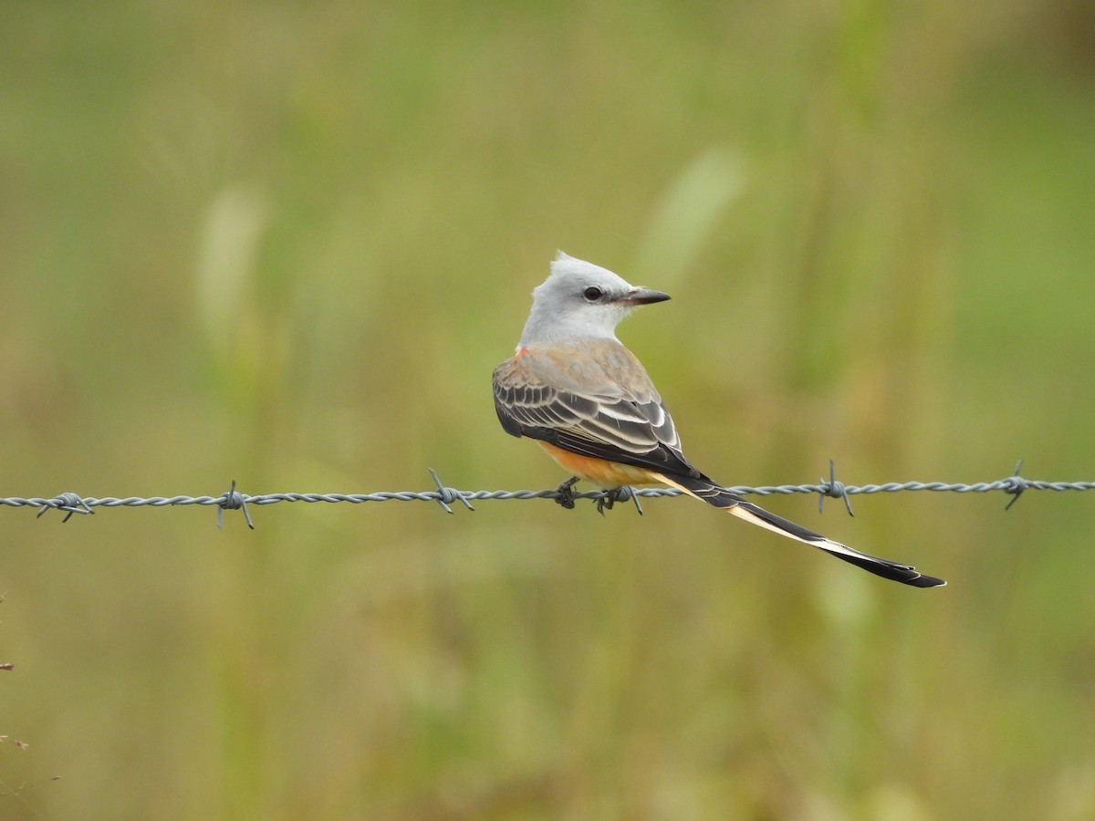 Scissor-tailed Flycatcher - ML642427564
