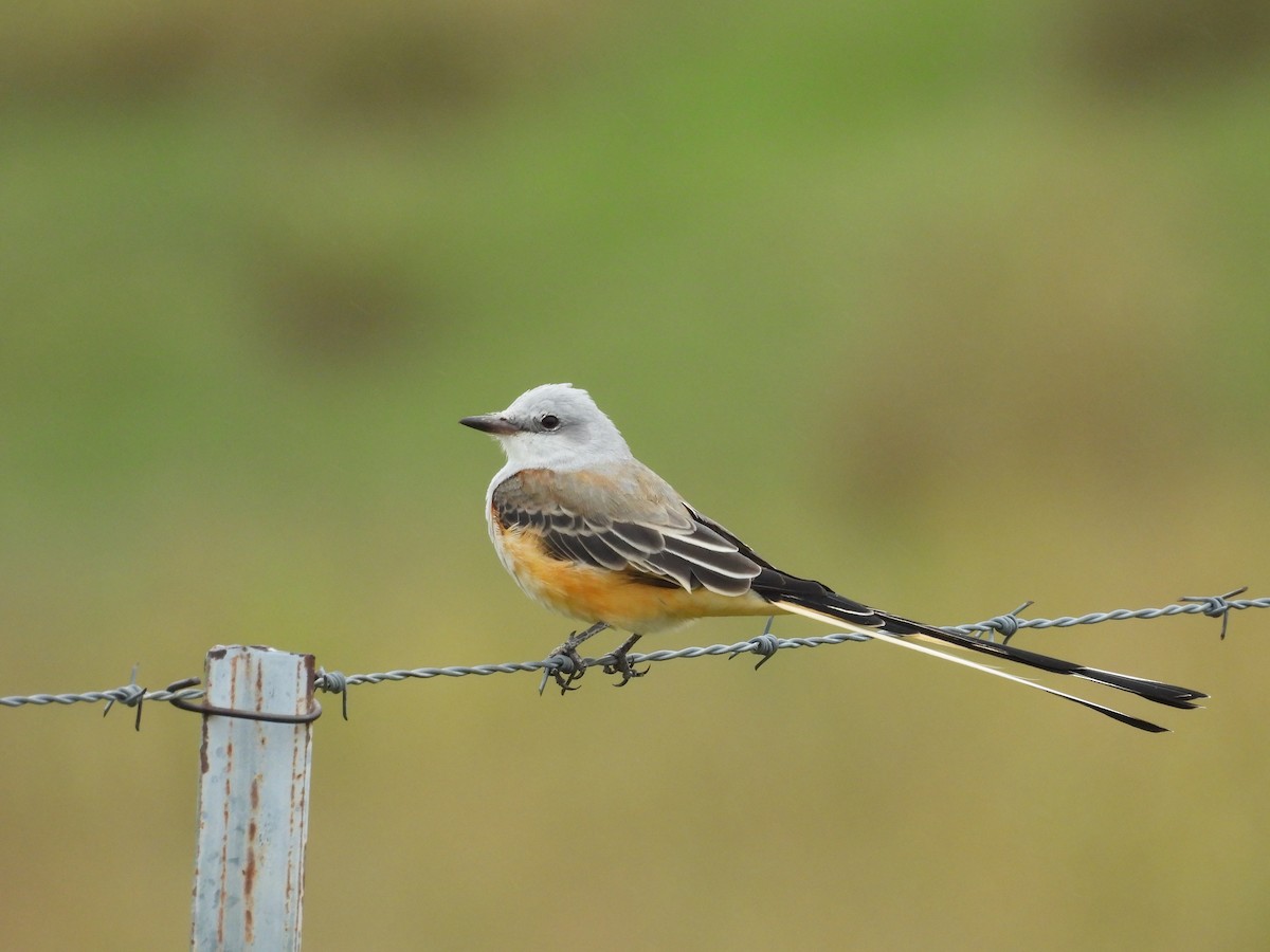Scissor-tailed Flycatcher - ML642427573