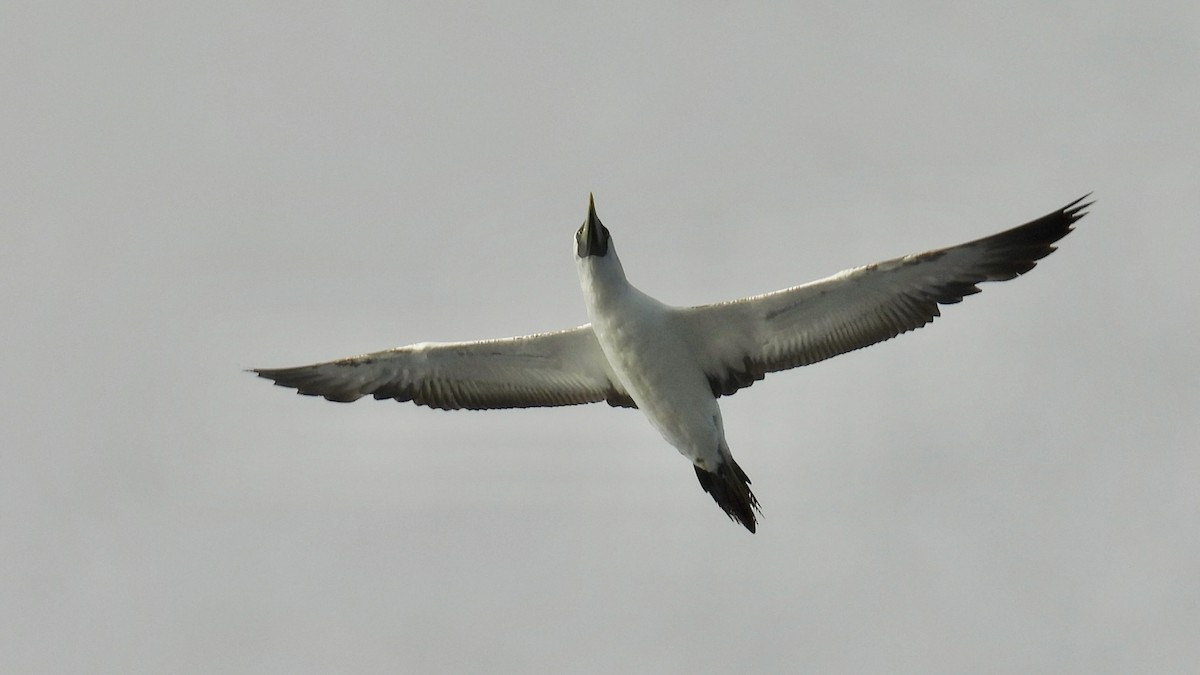Masked Booby - ML642427593