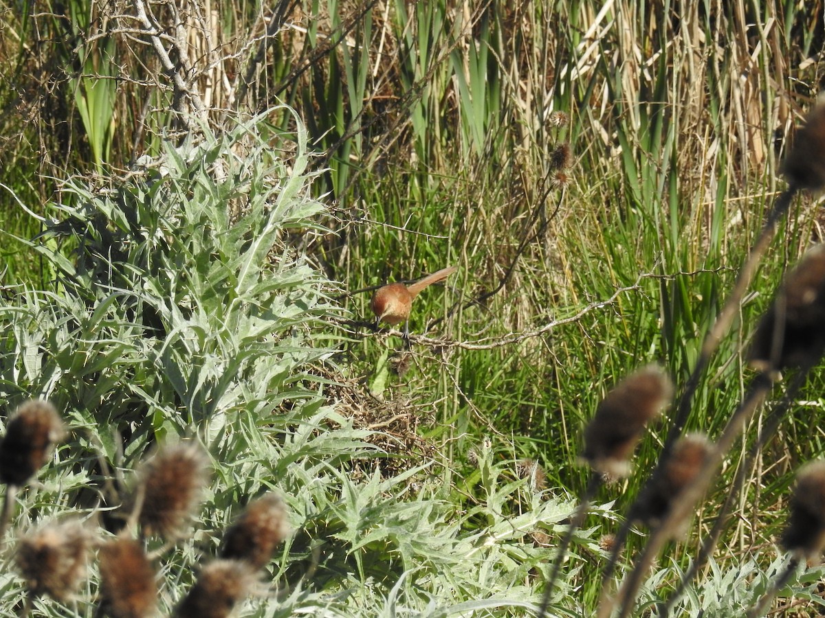 Freckle-breasted Thornbird - ML642427605