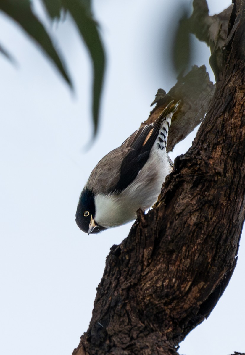 Varied Sittella - ML642427607