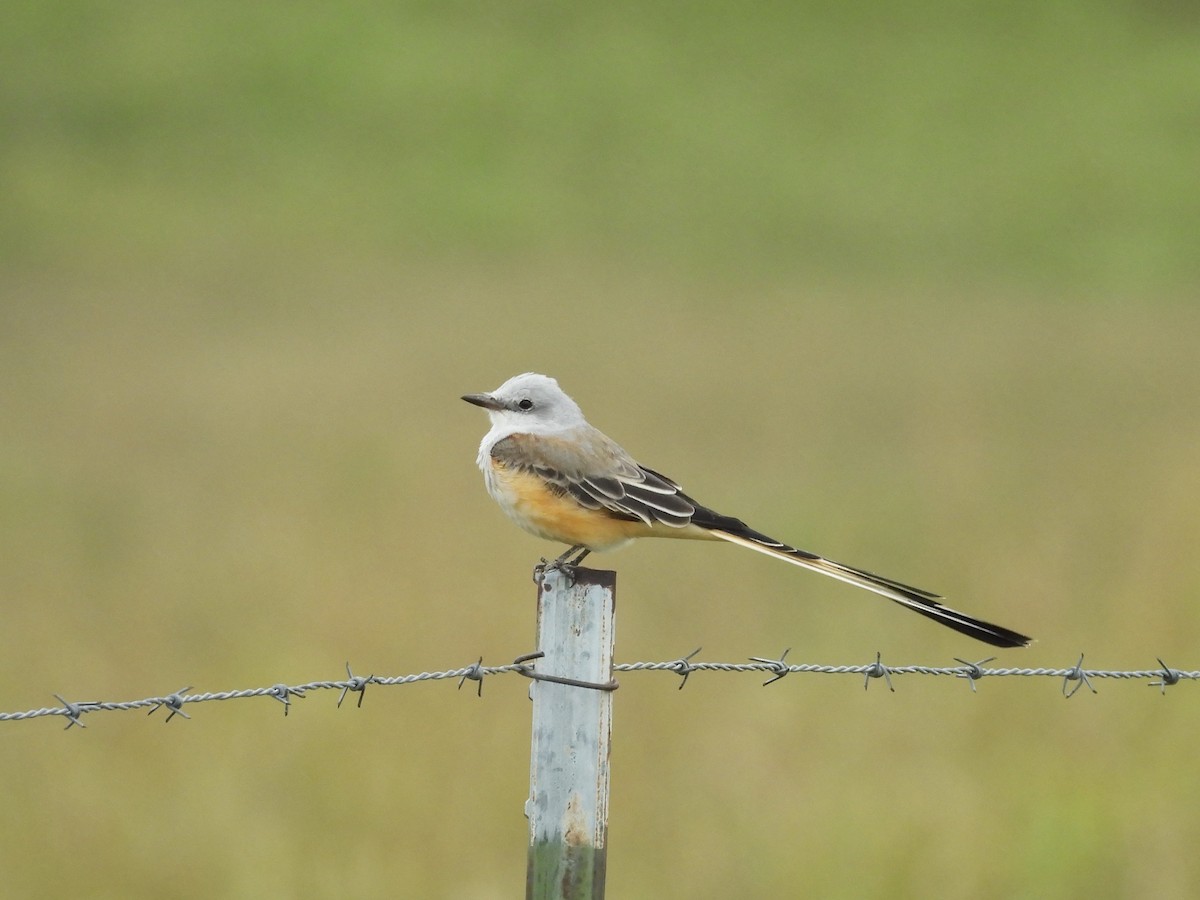 Scissor-tailed Flycatcher - ML642427612