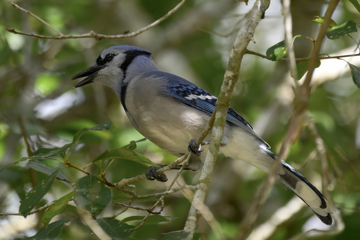 Blue Jay - ML642427615
