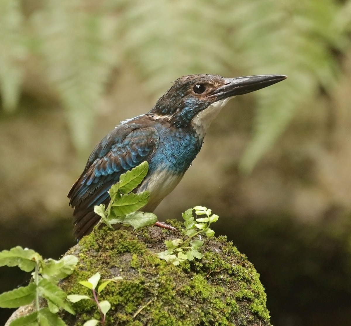 Javan Blue-banded Kingfisher - ML642427619