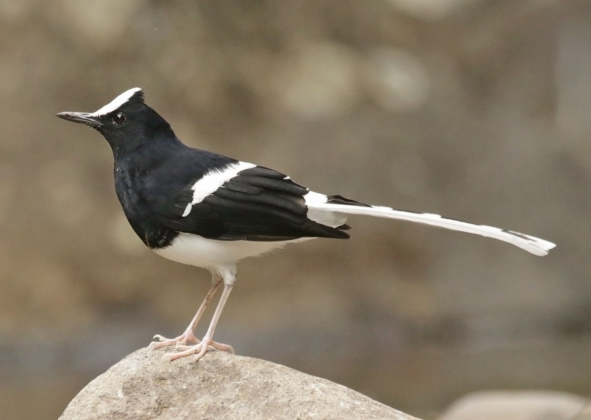 White-crowned Forktail - ML642427624