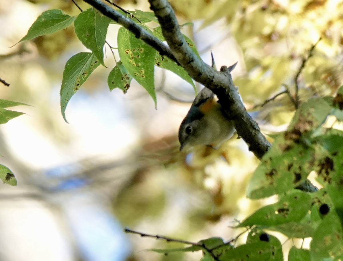 American Redstart - ML642427625