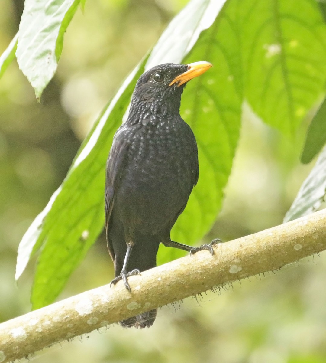 Javan Whistling-Thrush - ML642427627