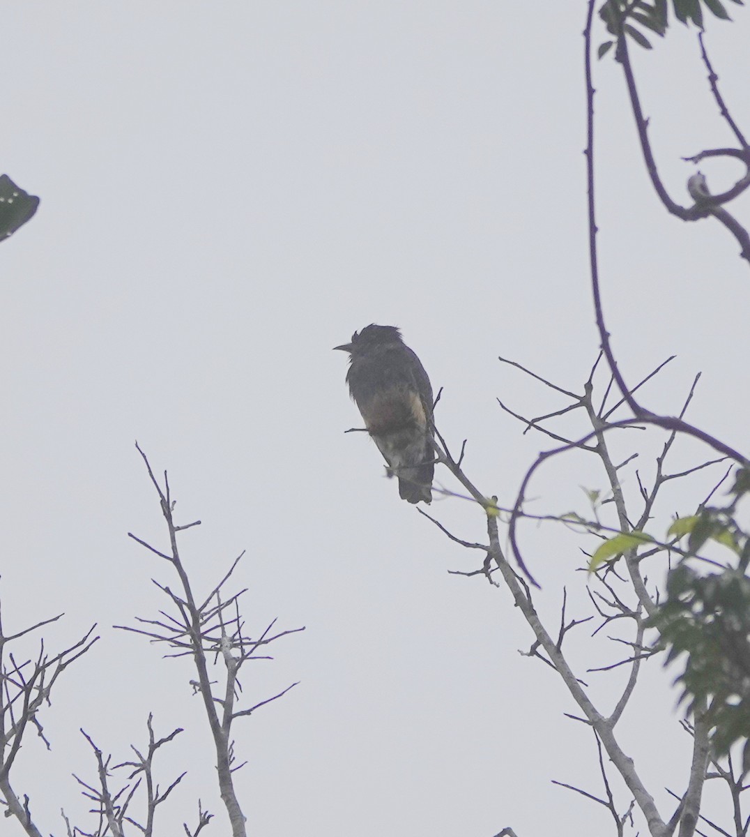 Swallow-winged Puffbird - ML642427628