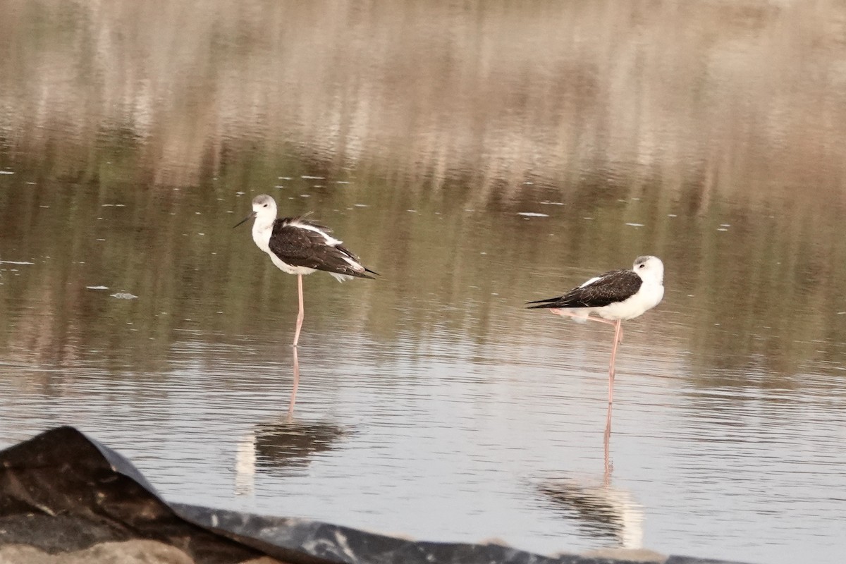 Pied Stilt - ML642427633