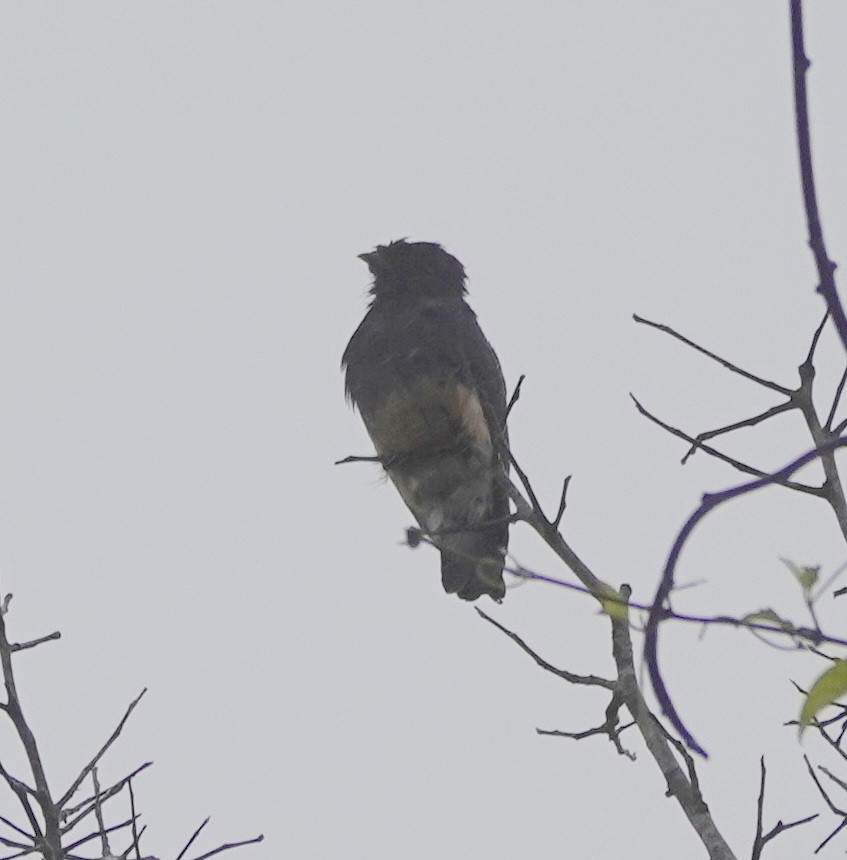 Swallow-winged Puffbird - ML642427637