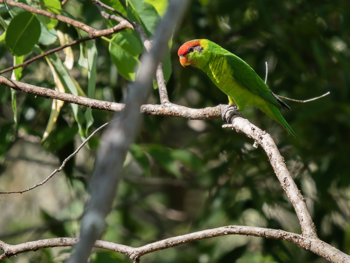 Iris Lorikeet - ML642427653