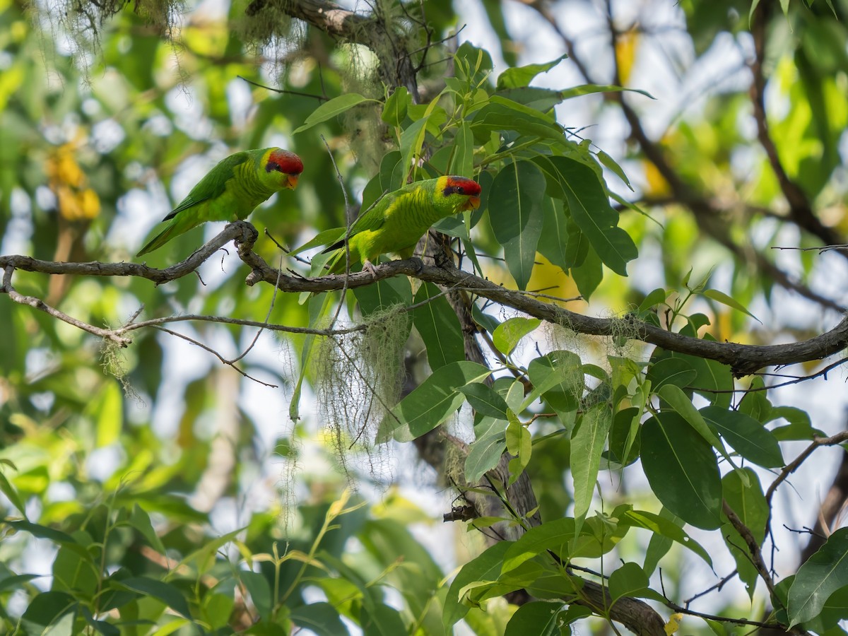 Iris Lorikeet - ML642427654