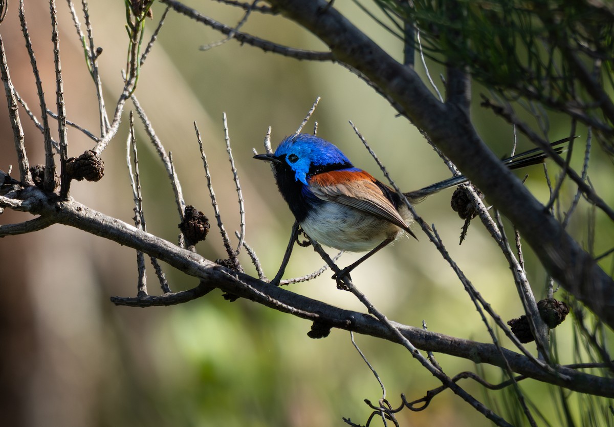 Purple-backed Fairywren - ML642427677