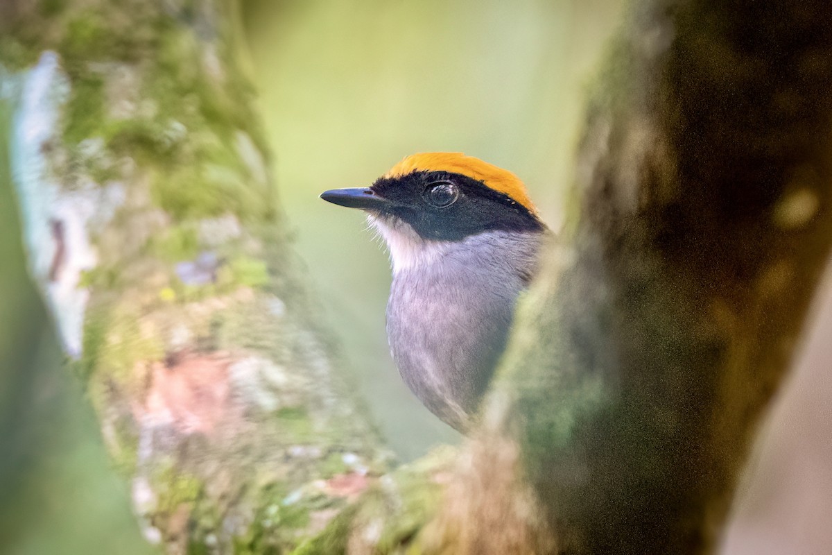 Black-cheeked Gnateater - ML642427691