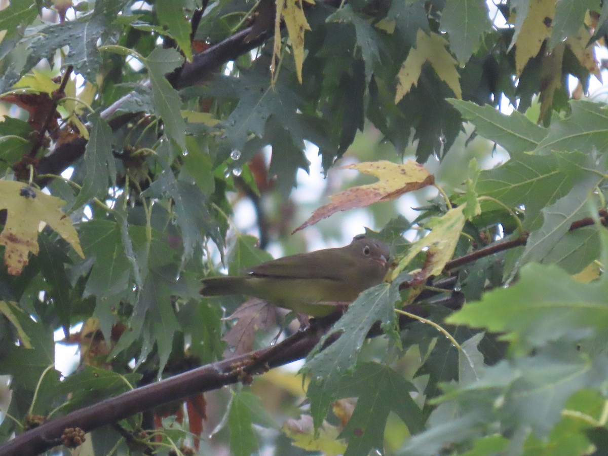 Connecticut Warbler - ML642427701