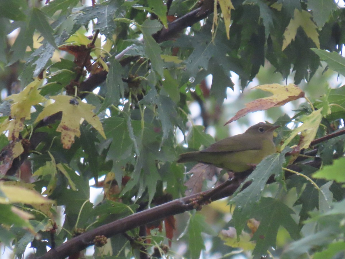 Connecticut Warbler - ML642427702