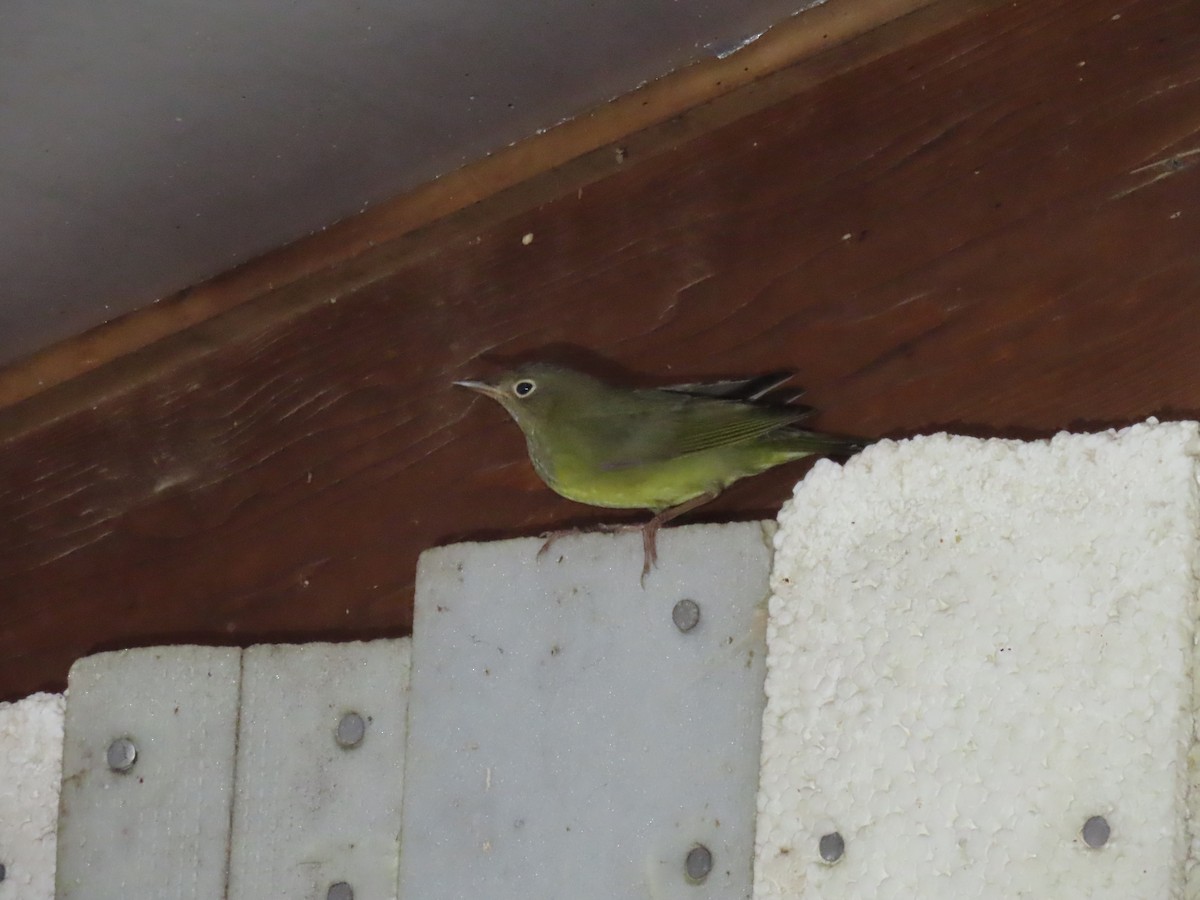 Connecticut Warbler - ML642427703