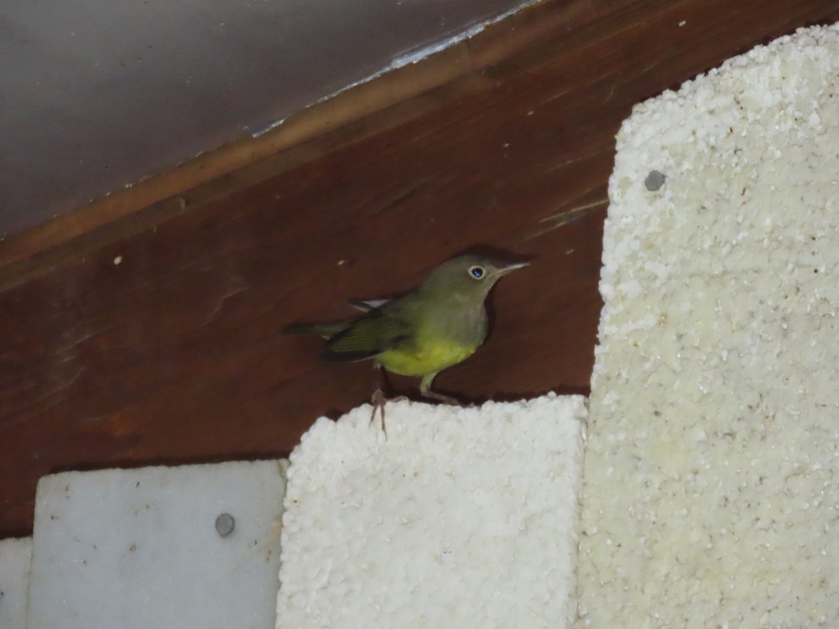 Connecticut Warbler - ML642427704