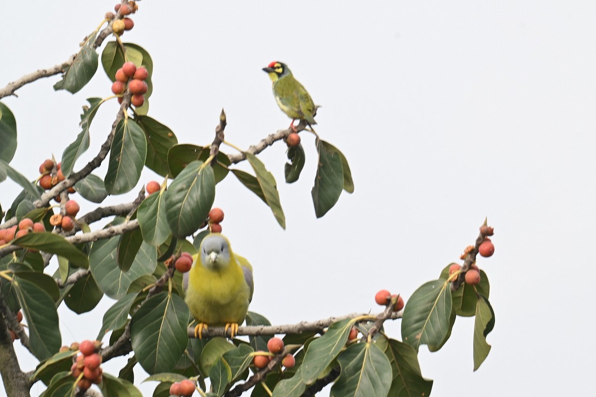Kupferschmied-Bartvogel - ML642427723