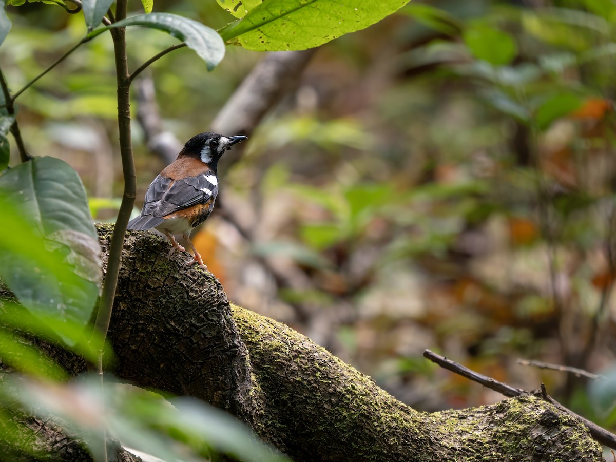 Chestnut-backed Thrush - ML642427732
