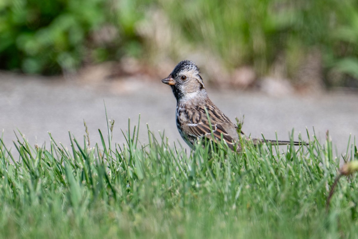 Harris's Sparrow - ML642427736