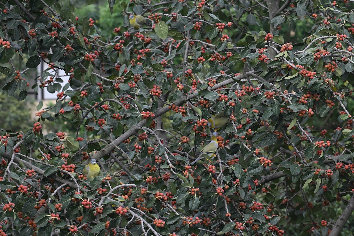 Orangegrüntaube - ML642427737
