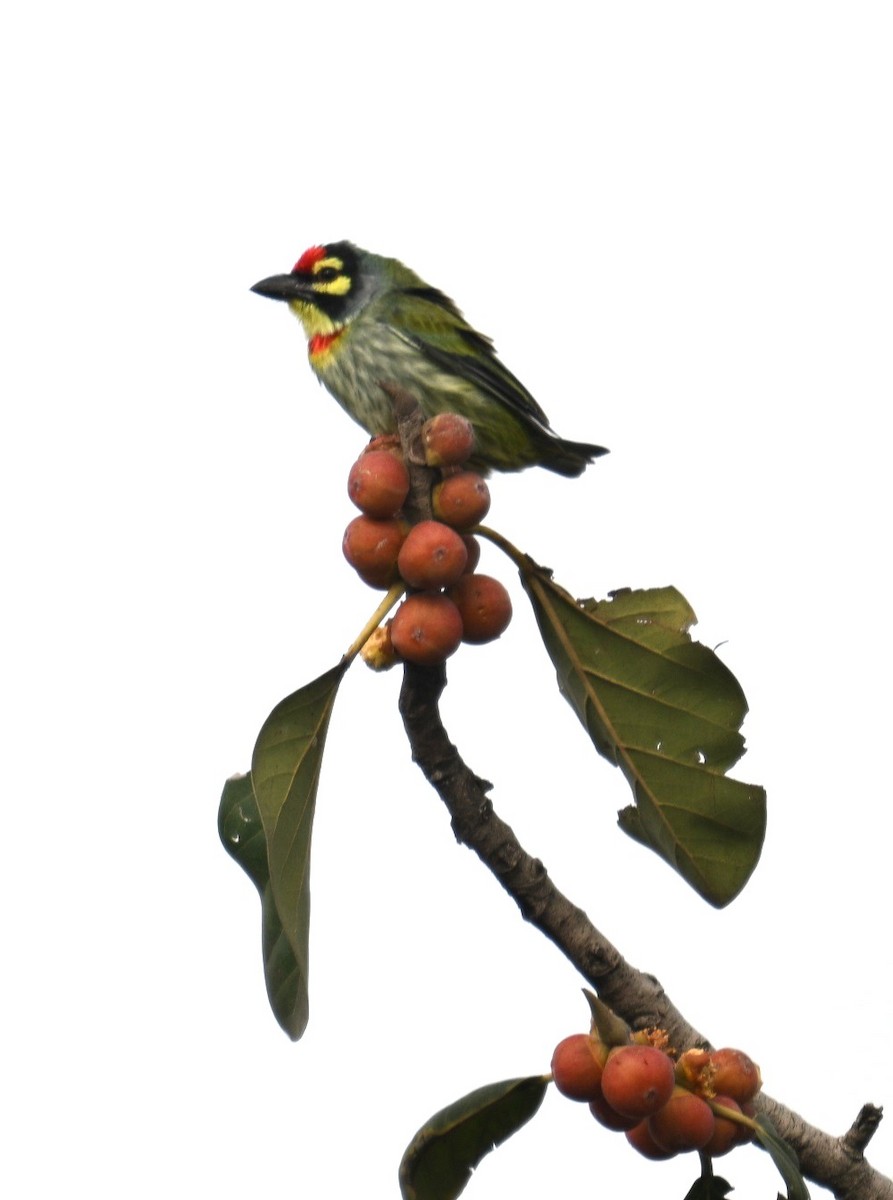 Kupferschmied-Bartvogel - ML642427753