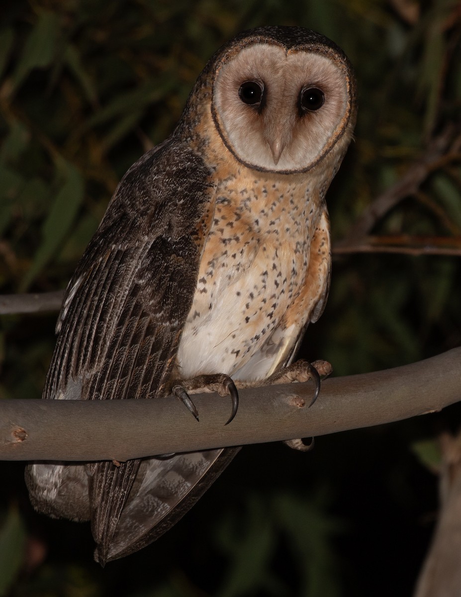 Australian Masked-Owl - ML642427758