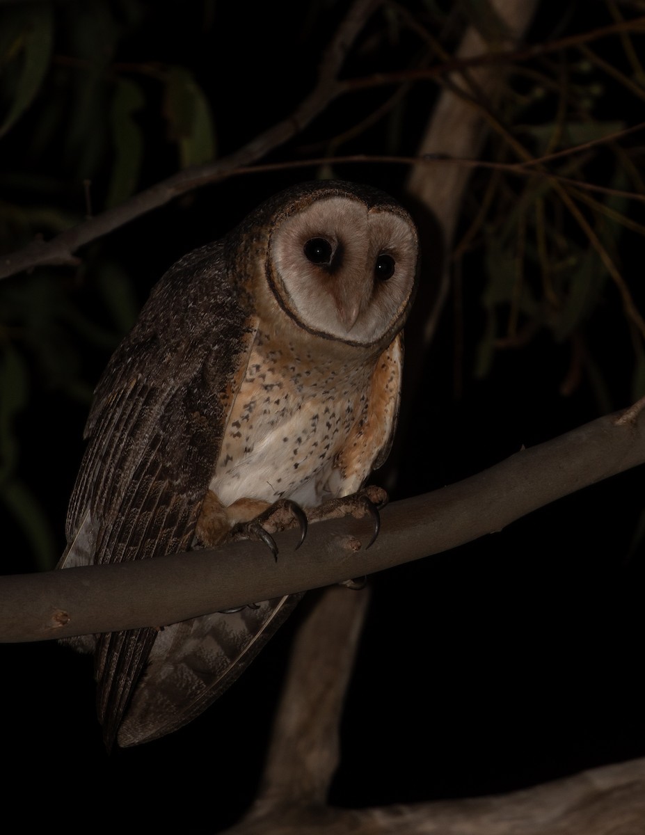 Australian Masked-Owl - ML642427761