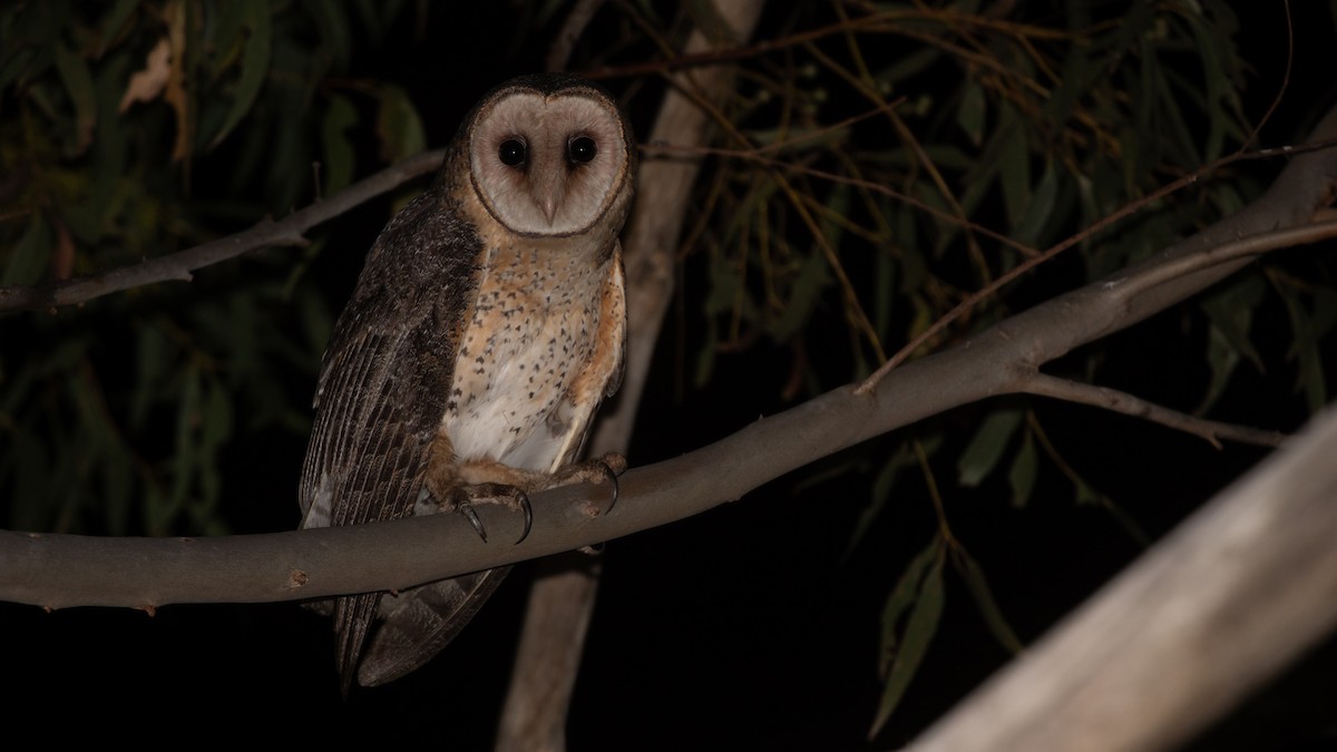 Australian Masked-Owl - ML642427762