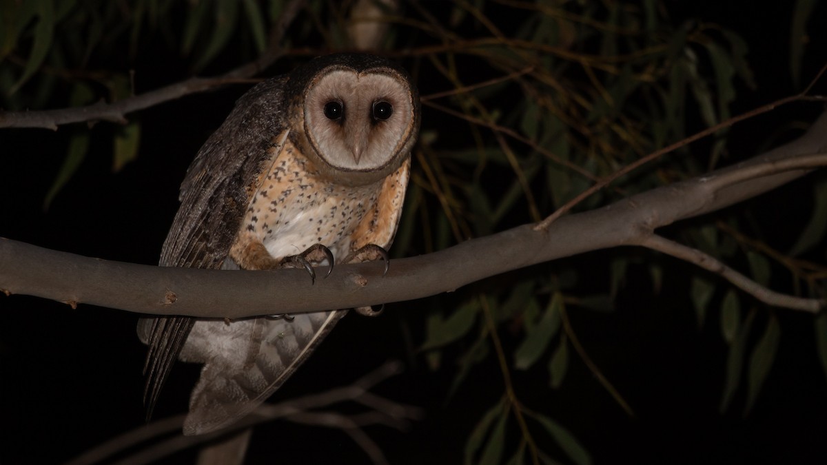 Australian Masked-Owl - ML642427763