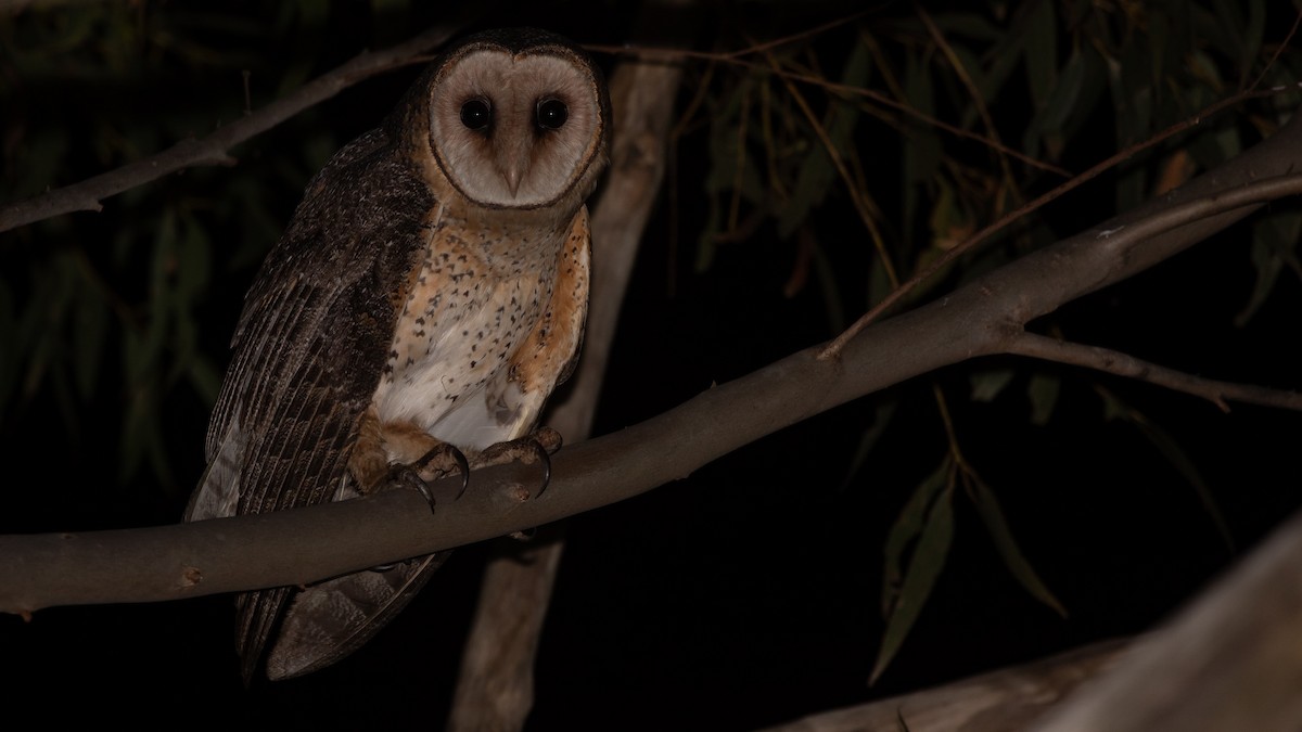 Australian Masked-Owl - ML642427764