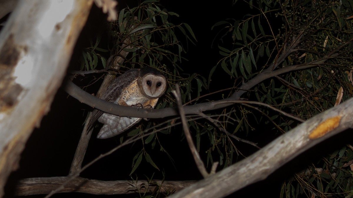 Australian Masked-Owl - ML642427765
