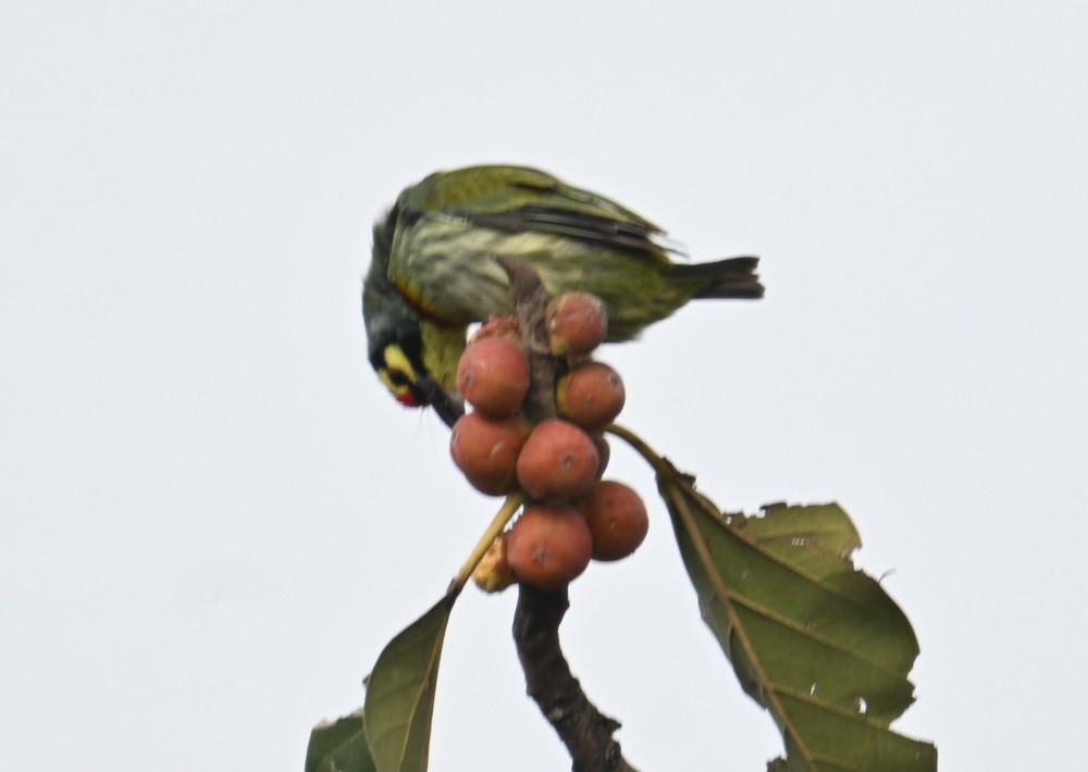 Kupferschmied-Bartvogel - ML642427766