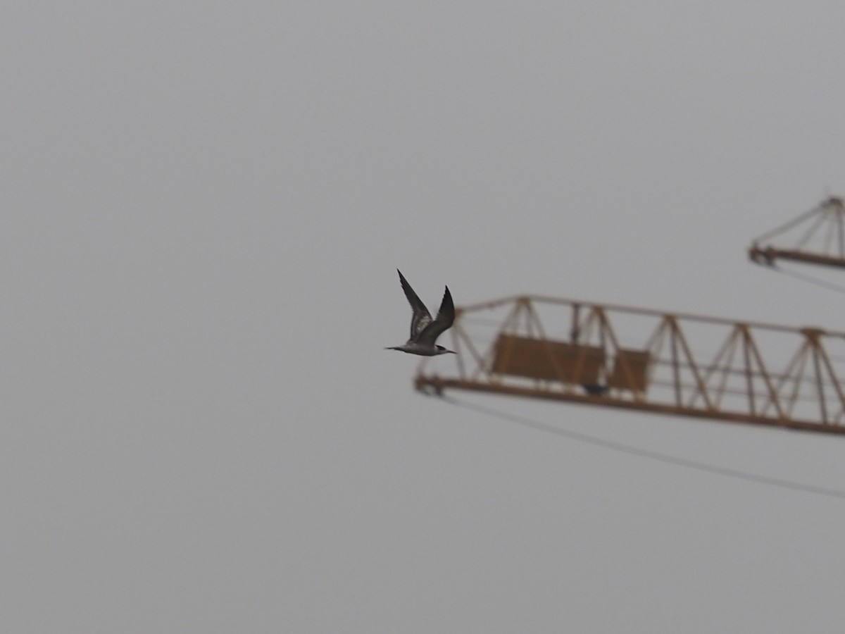 Great Crested Tern - ML642427777