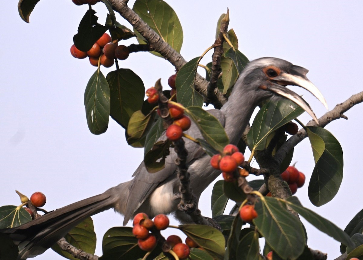 Indienhornvogel - ML642427783