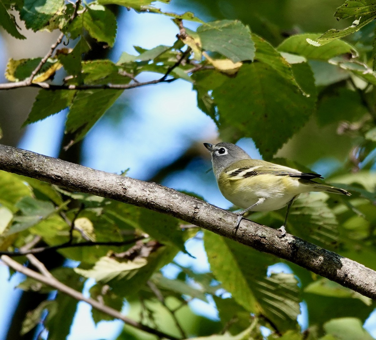 Blue-headed Vireo - ML642427795